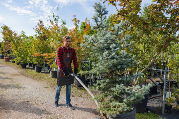 Best Tree Mulching  in Haleiwa, HI